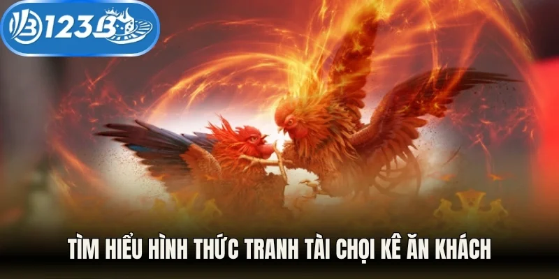 Tìm hiểu hình thức tranh tài chọi kê ăn khách